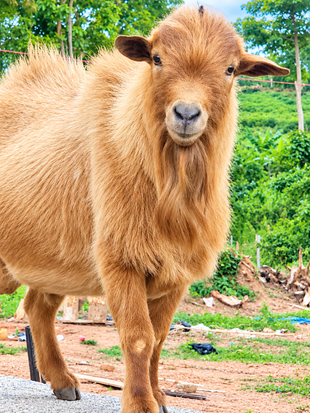 Live goats at Tetra Jungle Hotel
